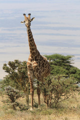 Giraffe Standing