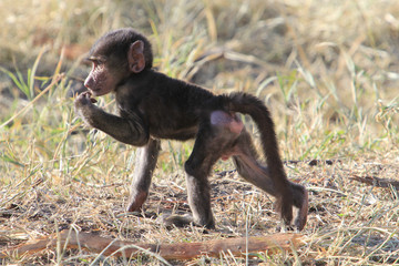 Baby Baboon Walking