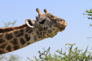 Giraffe