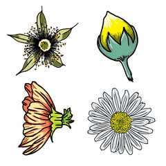 Tropical floral set. Tropical exotic and domestic summer flowers collection in bright colors and drawing style. Vector illustration.