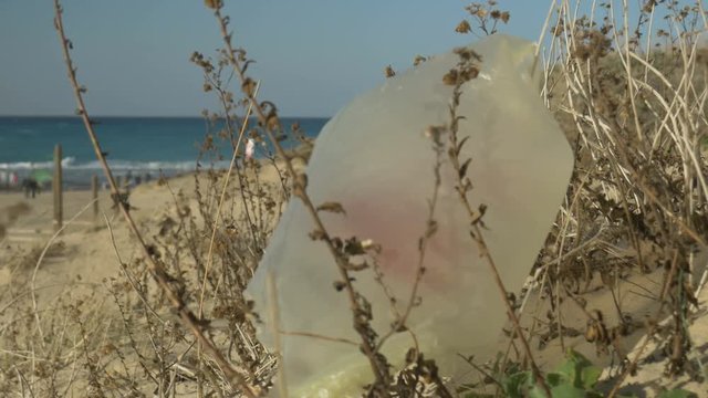 Plastic bag caught on a plant on the beach, close up shot, a plastic bag is a threat to the environment.