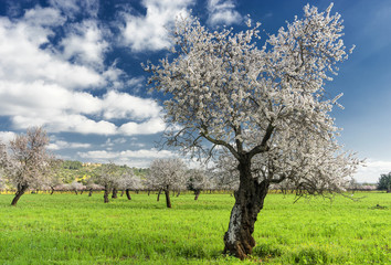 almond trees