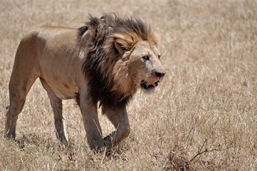 Male lion with blood on his lips