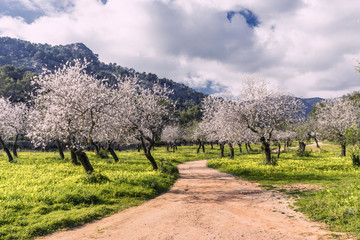 almond trees