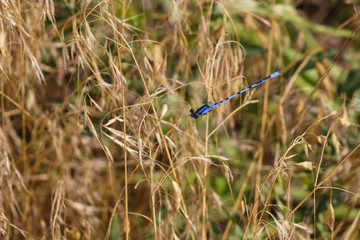 A damselfly protectively hovering over its territory