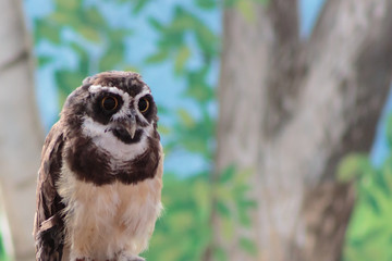 A South American Spectacled owl gazing intently