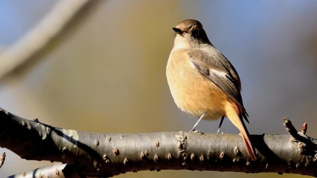 ジョウビタキ雌(Daurian redstart)