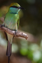 Little Bee-eater