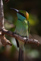 Little Bee-eater