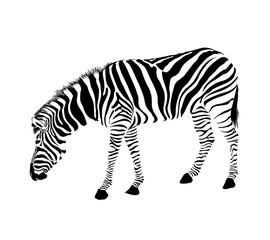 Fototapeta na wymiar Zebra stance and bend down. Savannah Animal ornament. Wild animal texture. Striped black and white., isolated on white background.