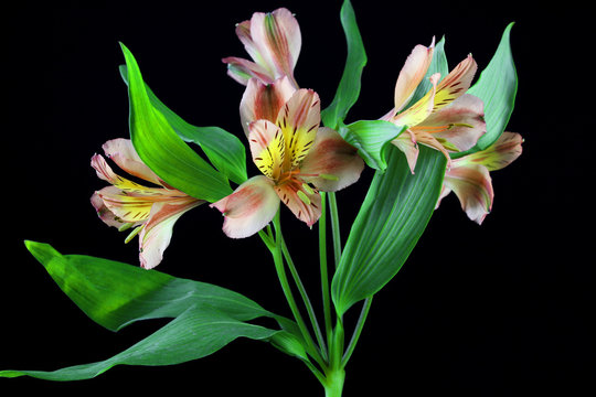 Cute and elegant floers on black background