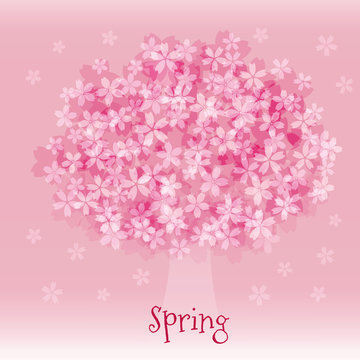 満開の桜の木　春のイメージ