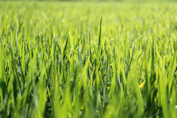 Texture of wood background closeup