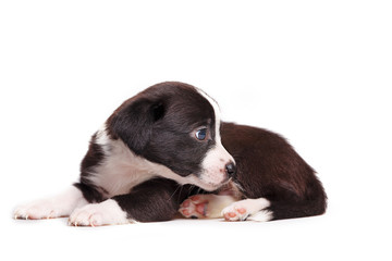 Cute not purebred sadness. Pets need our support and care. The owner search