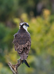 Osprey