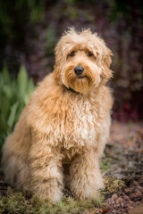 Goldendoodle Portrait