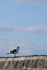 古い石垣の堤防に立つカモメ
