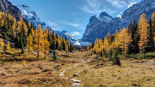 Mountains and glaciers in autumn with golden larch trees at the Opabin Plateau, Yoho National Park, British Columbia, Canada