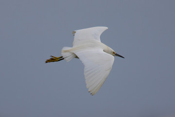 Snowy egret flying in the wild in North California