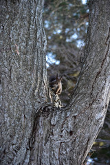 幹の間からのぞくエゾリス