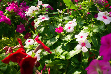 The variety of growing flowers. Different colored flowers growing in the garden. Horizontal outdoors shot.