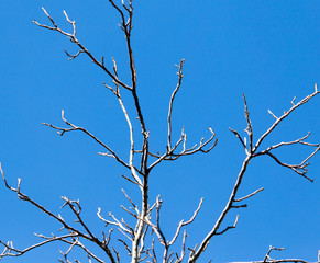 leafless tree branches against the blue sky