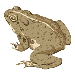 Brown Toad flat color art with warts sitting 3/4 behind view