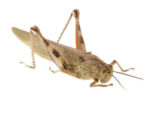 grasshopper on a white background
