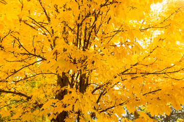 the leaves on the tree in nature in autumn