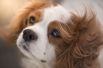 CAVALIER KING CHARLES SPANIEL