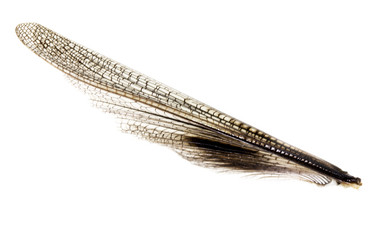 wing grasshopper on a white background