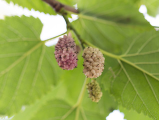 mulberry berry on the tree in nature