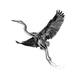 Foto op Plexiglas Drawing of flying Purple heron bird on white background,vector illustration © hadkhanong