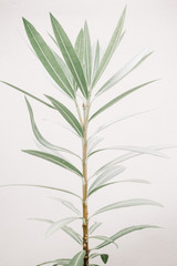 Green leaf plants near beige wall. Minimalistic floral background.