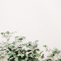 Green leaf bush near beige wall. Minimalistic floral background.