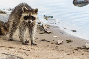 Raccoon acting startled © Captivating Light