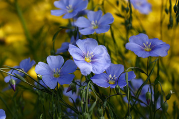 Blue flowers of decorative flax./Blue flowers of decorative linum austriacum and its runaways on a difficult background.