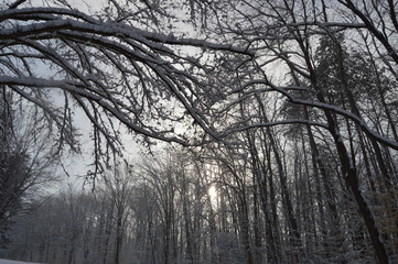 Trees with snow and branch overhang with blue sky.