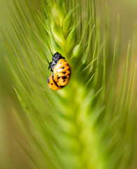 beetle on nature. macro