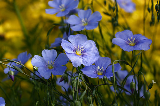 Fototapeta Blue flowers of decorative flax./Blue flowers of decorative linum austriacum and its runaways on a difficult background.