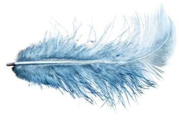 Obraz premium blue feather on a white background