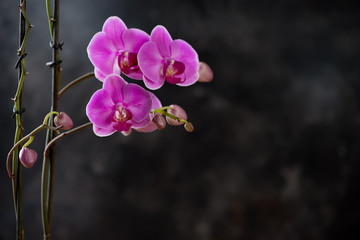 Fototapeta na wymiar Blossoming phalaenopsis orchid, dark background, copyspace