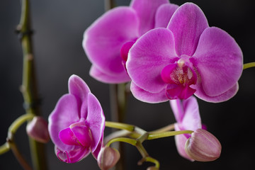 Fototapeta na wymiar Close-up of phalaenopsis orchid flowers, selective focus
