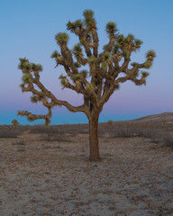 Fototapeta na wymiar Joshua tree (Yucca brevifolia) at dusk.