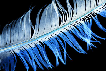 Fototapeta premium blue feather on a black background