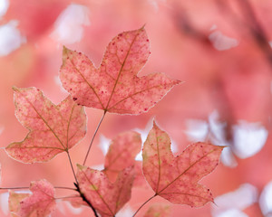 Pink maple leaf on tree.