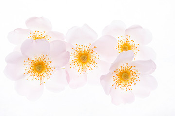 Obraz premium wild roses