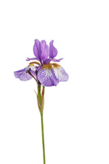 Obraz premium iris flower