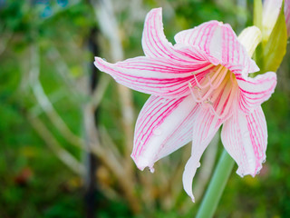 Fototapeta premium pink color flower of Amaryllis or Hippeastrum