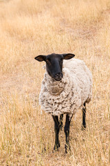 close-up of Suffolk sheep standing on parched grass